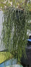 Rhipsalis baccifera ssp. baccifera- epiphytic cactus-white blooms-6 Cuttings