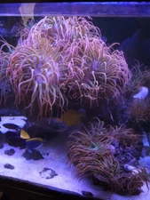 Rose Bubble Tip Sea Anemone Medium Size 2-4"