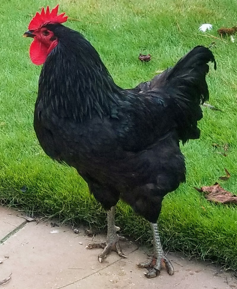 12 Large Cochin Jersey Giant Brahma Cross Hatching Eggs Read