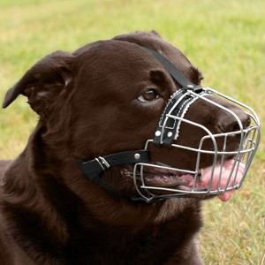 labrador muzzle