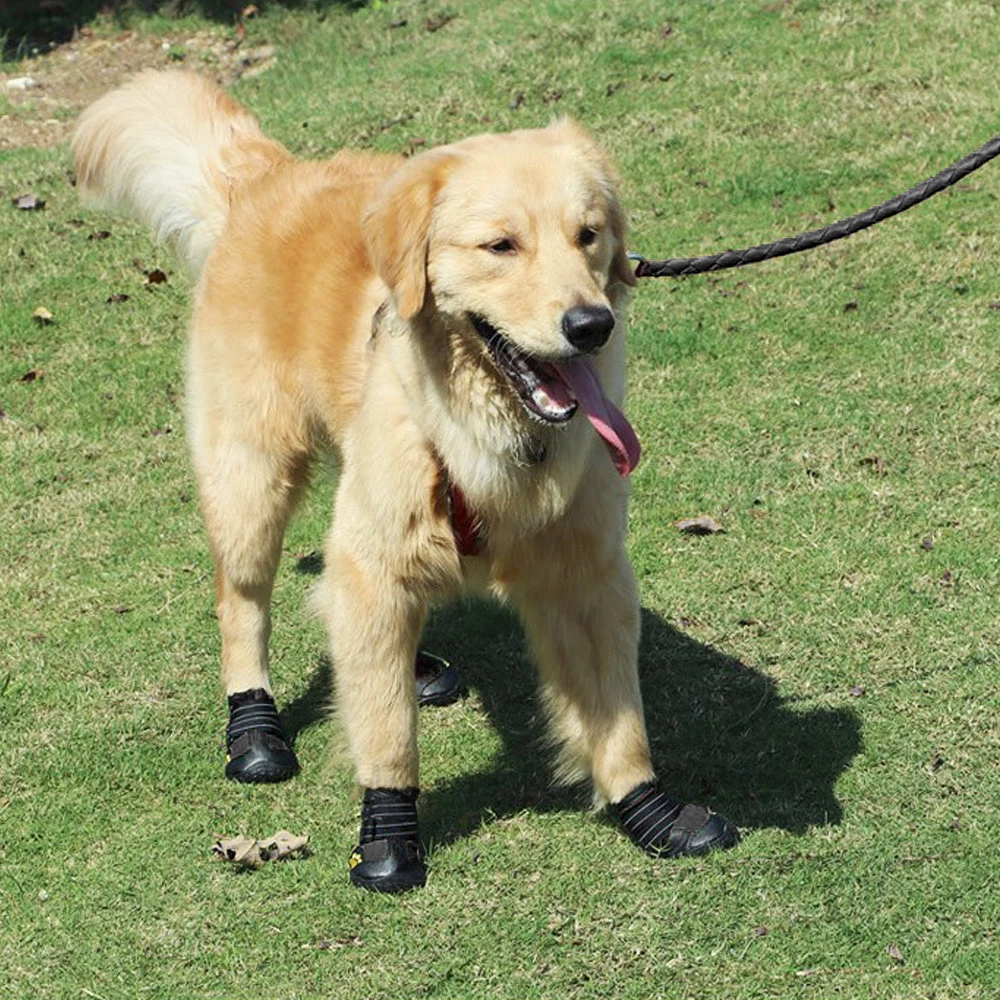 Dog shoes store for rottweiler