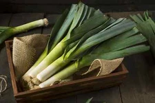Giant Musselburgh Leek Seeds, Scotch Giant, NON-GMO, Heirloom, FREE SHIPPING