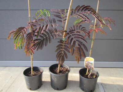 Albizia julibrissin 'Summer Chocolate' Seidenbaum Pflanze 50-70cm  Winterhart | eBay.de