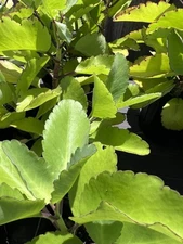 Miracle Leaf (Kalanchoe Pinnata) 7 Leaves