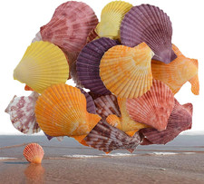 Colorful 50 Pcs Scallop Shell Natural Mixed Color Seashells for Fish Tank Home