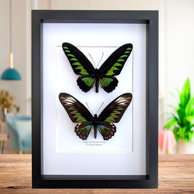 Gerahmtes Rajah Brooke's Vogelflügel Schmetterling Paar: schwarz & grün, 8x10