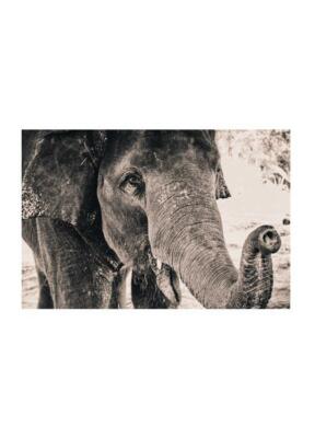 Poster Elefant Druck auf Qualitätspapier Poster Wohnmöbel Declea 