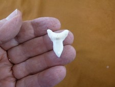 s930-43 Modern BULL SHARK white lower sharks 1" tooth wired pendant necklace
