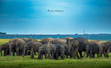 Digital Photo of  Elephant herd, Wildlife Photography, Print Quality, Wallpaper