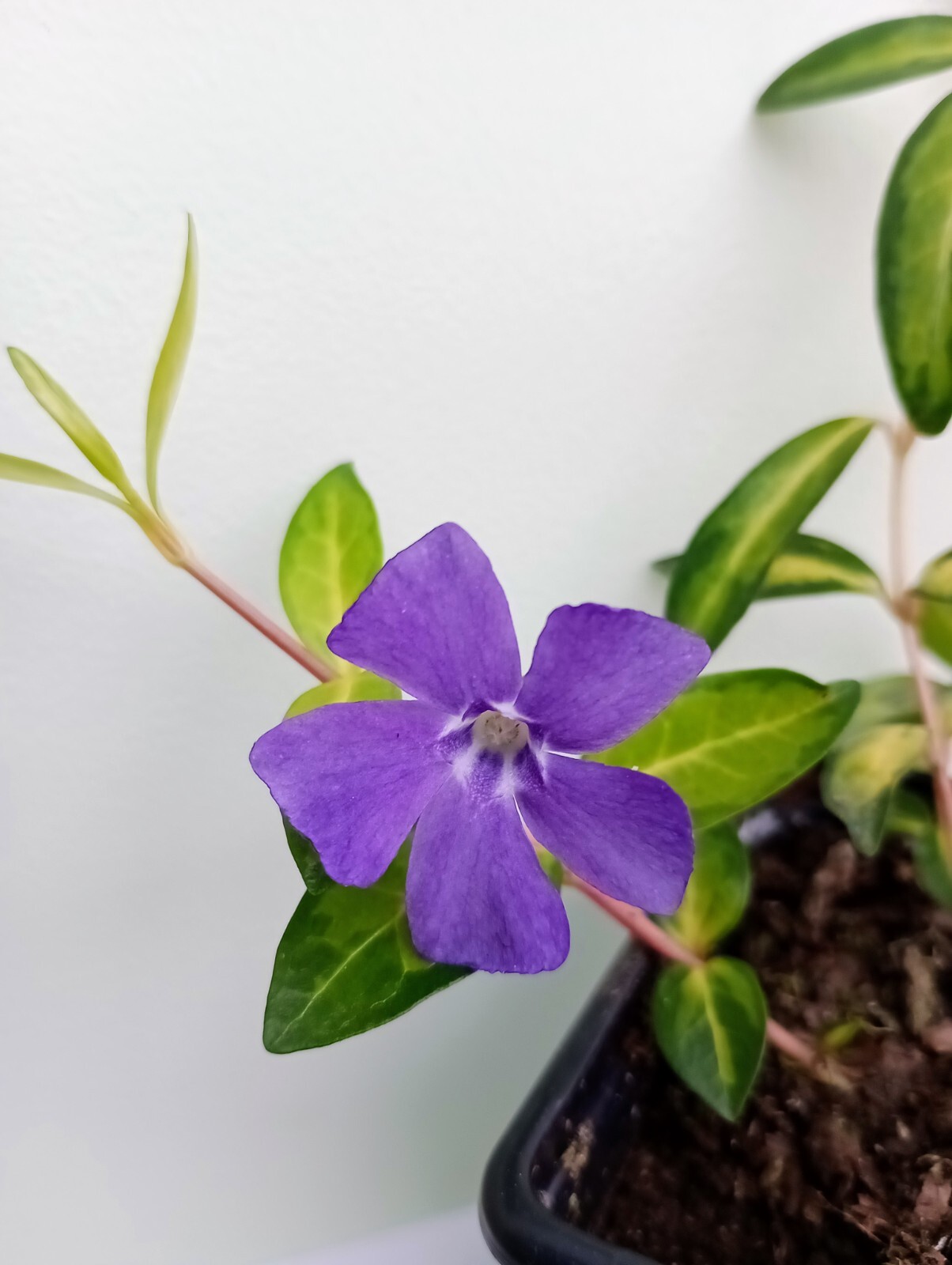 3 x Vinca Minor Illumination Variegated Periwinkle Evergreen Plants