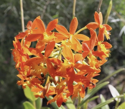 Crucifix Orchid : Healthy Stem With Roots : Mixed Colours : $32.99 Free Postage - Picture 2 of 10