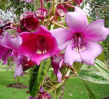 Meriania nobilis, Pink Flower Motley, Stunning Ornamental Tree - 10 Sementes