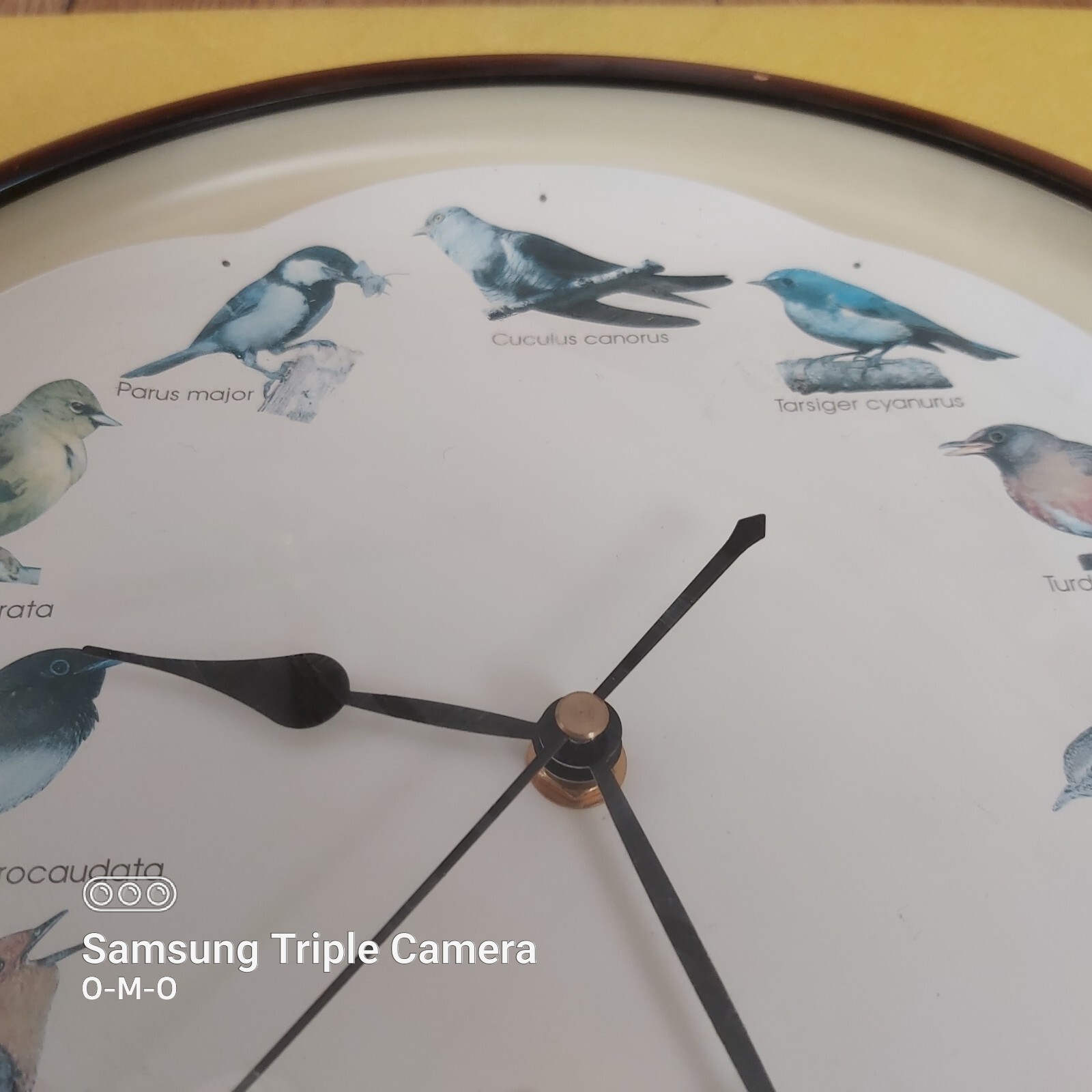 34cm Singing Birds Wall Clock 12 Birds Sounds Sings Every Hour eBay
