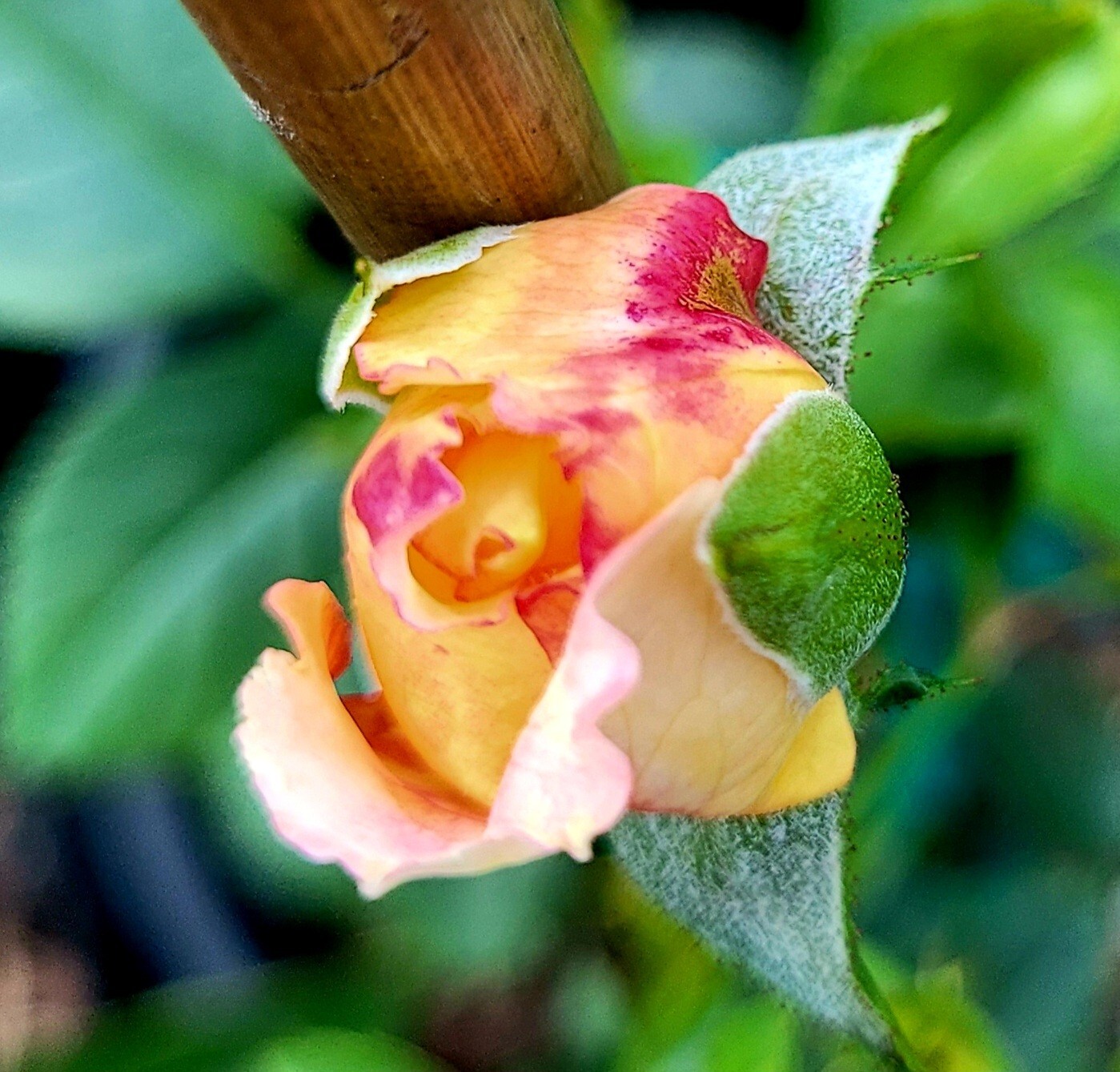 Leverkusen Climbing Rose One Gallon Live Plant eBay