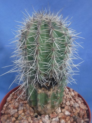 Saguaro Cactus Carnegiea gigantea 4"-6" Tall #2 Grade Landscape Quality! DEAL - Picture 3 of 10