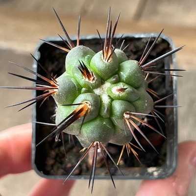 A23-1704 Copiapoa fusca, JN1912, Quebrada Calloco, At, grafted