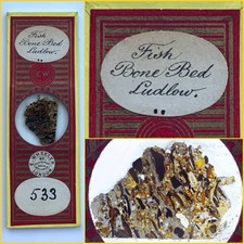 Antique Slide Illustrated in Quekett Journal Paper, Fossils Under The Microscope