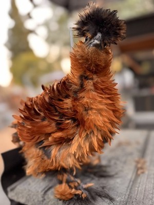 3 Silkie, Satin, Frizzle Hatching Eggs