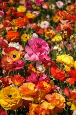 60 Bulbs Mixed Bag Of Different types Of Spring Flowering Perennial Garden