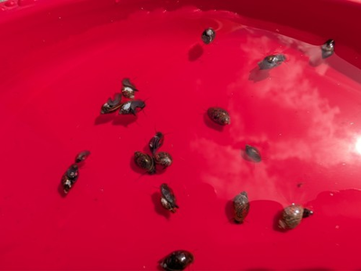 #ad #ad 30 Bladder Snails Live Fish Puffer Feeder Snails Algae Cleanup $29.00