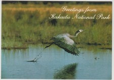 HERON TAKING OFF KAKADU NATIONAL PARK NORTHERN TERRITORY NTS POSTCARD