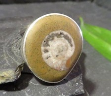 TRIBAL SPIRIT 925 Silber Ring Ammonit Schnecke Groß Schwer Fossil Versteinert