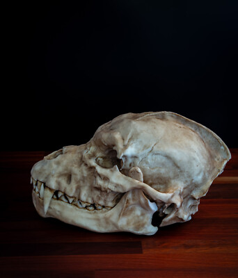 Werewolf Skull - life sized - super detailed -High Quality - FREE shipping
