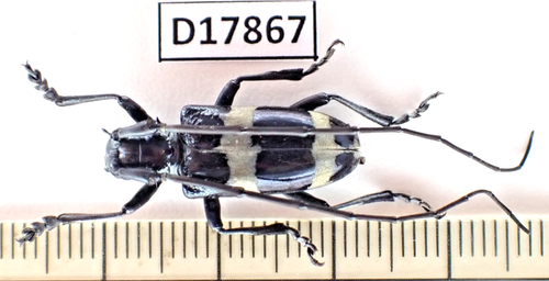 D17867. Insects, Cerambycidae sp. Vietnam North. 1900m - 第 1/2 張圖片