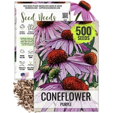 Purple Coneflower Seeds For Planting (Echinacea purpurea)