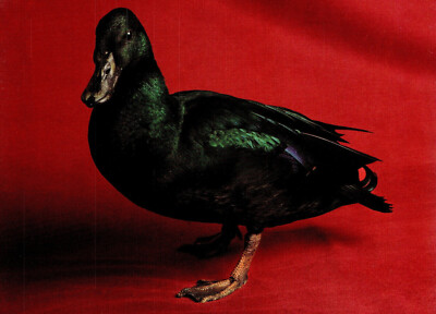 (142998) Enten Schwarz Ostindianer Erpel Postkarte