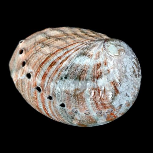 Abalone Pink Haliotis Natural Polished seashell 7-9cm - Picture 7 of 8