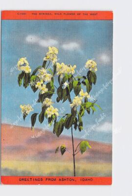 PPC Postcard ID Ashton Idaho The Syringa Wild Flower Of The West