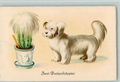 13020881 - the cactus looks like the dog - humor, two old heads