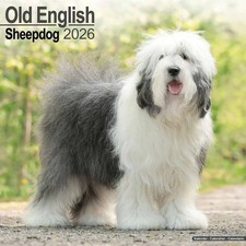 Old English Sheepdog Calendar 2026 - Dogs - Month To View