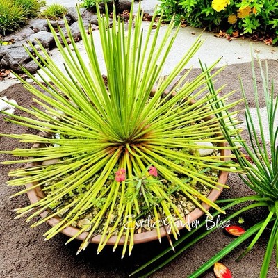 Rare Agave geminiflora  Young Plant (Approx. 9H)  Exotic & Collectible |  eBay