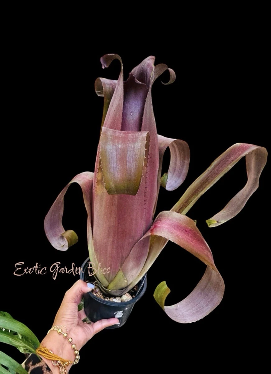 Aechmea for sale | eBay