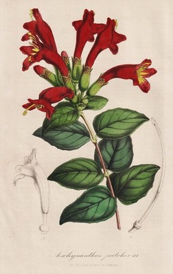 Aeschynanthus pulcher India Java Malaysia Philippines botany Houtte Lithographie