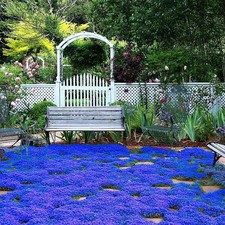 20000 Magic Blue Creeping Thyme Seeds for Planting Ground Cover Plants Brown