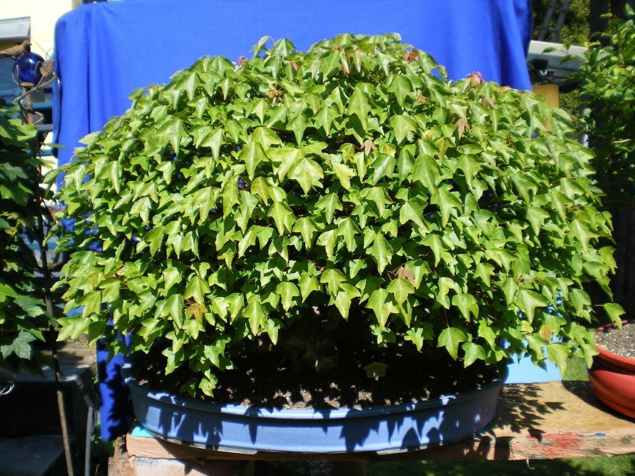 BONSAIalter japanischer Dreispitzahorn als Floßform 92 Jahre alt Solitär eBay