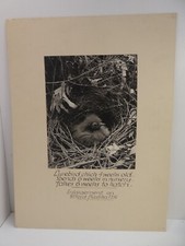 VINTAGE AUSTRALIAN PHOTOGRAPH BLACK & WHITE LYREBIRDS OF SHERBROOKE DR L.H SMITH