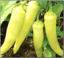 100 Sweet Banana Pepper Seeds  | NON-GMO Seeds | Fresh Heirloom Garden Seeds