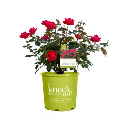 2 Gal. Red Double Knock Out Rose Bush with Red Flowers