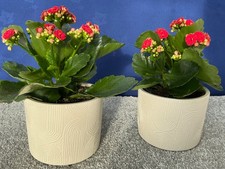 2x Ceramic Plant Pots Cream Colour Geometric Design Modern Indoor Matt Glazed