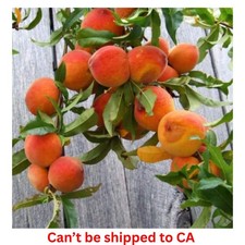 7 Gal. Red Haven Peach Tree – Live Fruit Tree