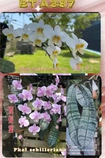 Phalaenopsis (Liouisiana Pixie x schilleriana ‘Giant Dragon’) BTA387