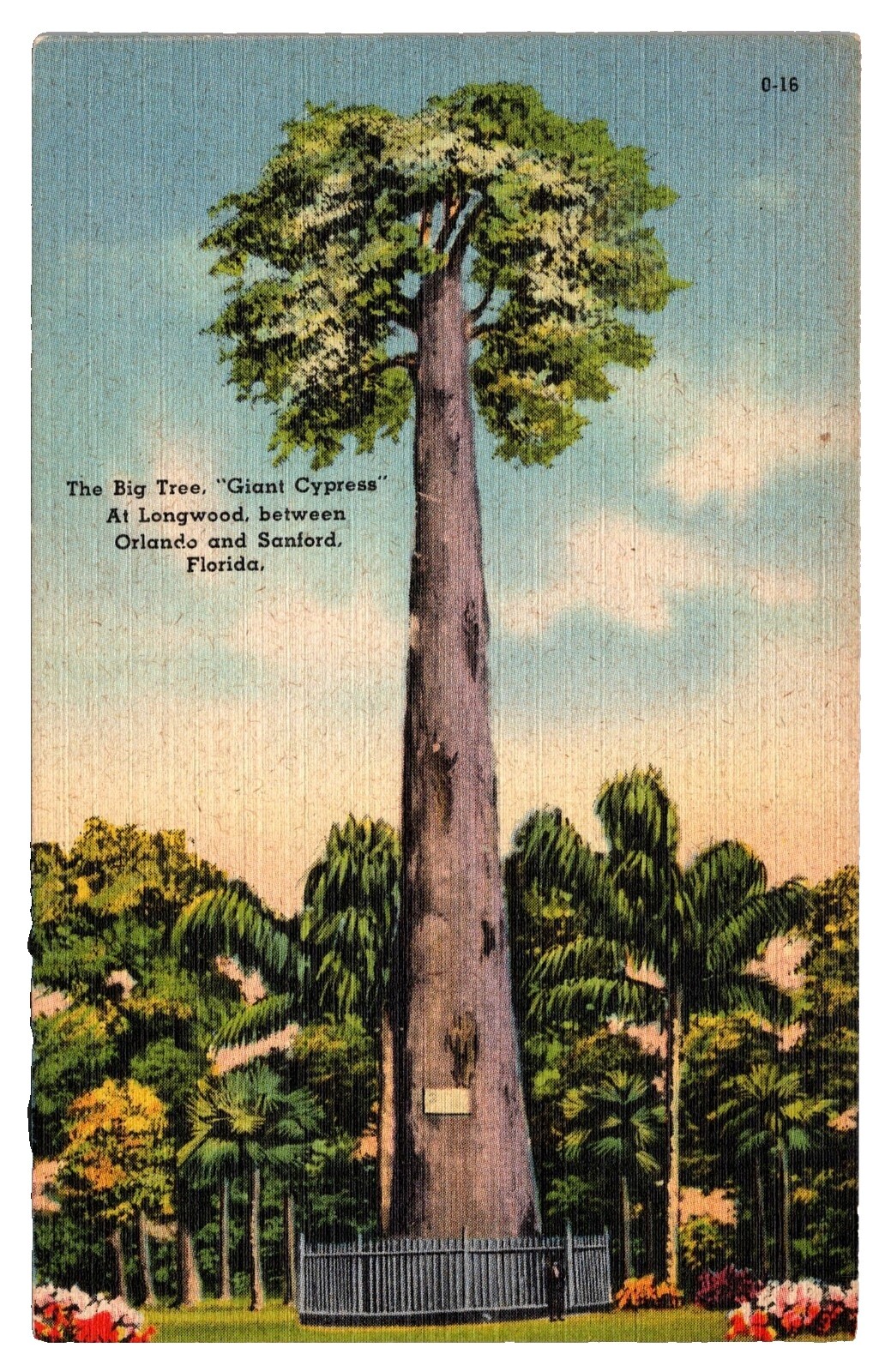 Cypress Giant