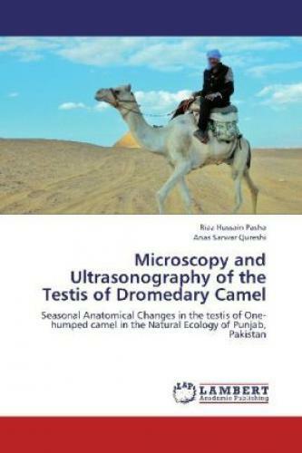 Thumbnail - Microscopy And Ultrasonography Of The Testis Of Dromedary Camel