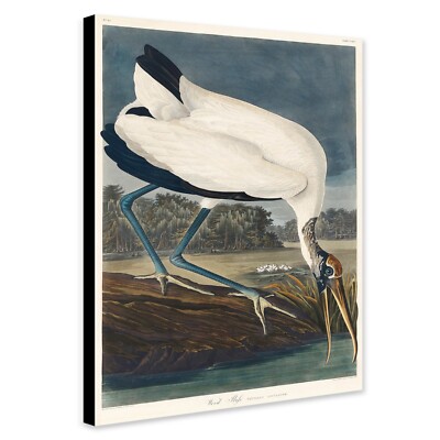 Holz Ibiss Vogel - Vintage Kunst von James Audubon - gerahmter Wandbilddruck auf Leinwand