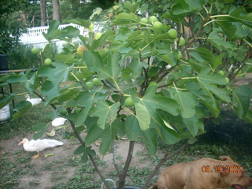 Fig tree cuttings , Atreano ,Large yellow, delicious Two crops, 6 pcs set, $30 !
