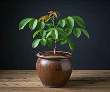 🌿 Premium  Walnut Tree Sapling – Fast-Growing & High-Yield Variety